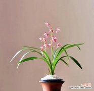 探寻大自然中高洁之植的美丽与力量 高洁之植