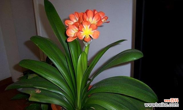 探寻象征富贵的植物世界中的奇迹 富贵之花