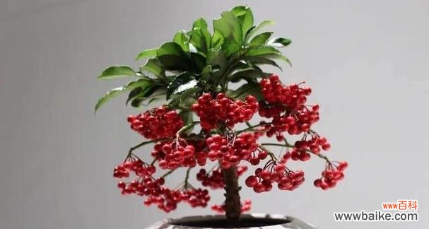 探寻象征富贵的植物世界中的奇迹 富贵之花