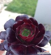 探索黑暗中的神秘力量，重塑我们对植物的认知 黑暗之植