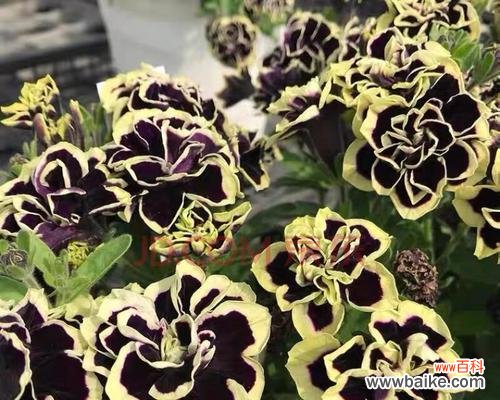 探索黑暗中的神秘力量,重塑我们对植物的认知 黑暗之植