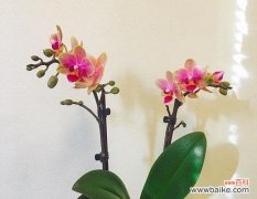 植物的神奇力量与象征意义 好运转运的植物