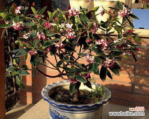 植物的神奇力量与象征意义 好运转运的植物