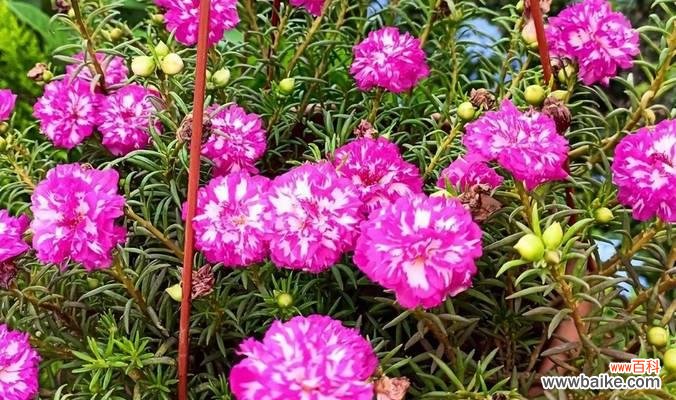 自然界中的生命奇迹与成长之道 力量绽放