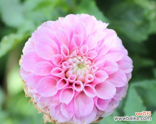 自然界中的生命奇迹与成长之道 力量绽放