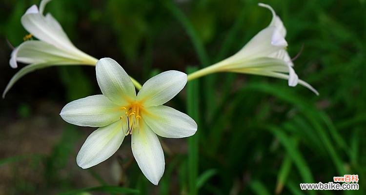 探索小苍兰花语的美妙世界 小苍兰的花语及寓意