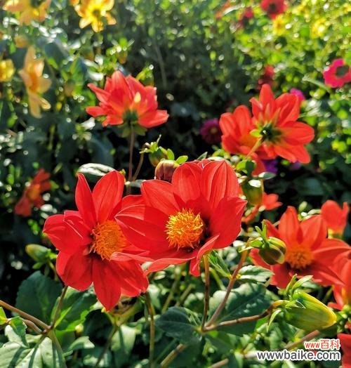 探寻小丽花背后的象征意义 小丽花的美丽寓意