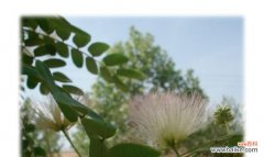 探究小榕树的生命力和希望之源 小榕树的象征意义与寓意