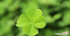 揭开幸运草的神秘面纱 幸运草的花语与意义