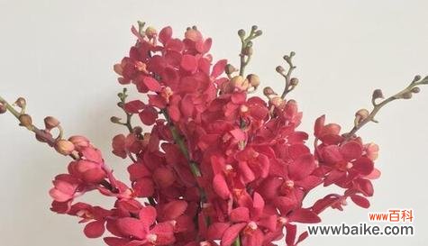 探索洋兰花语的丰富内涵与象征意义 洋兰花语之美