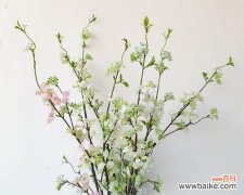 揭秘雪柳的花语及寓意 雪柳花语之深情浪漫