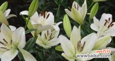 用花言巧语传递心意 亚洲百合花语之美