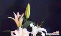 象征友谊寓意的花是什么花？哪种花最能代表友情？