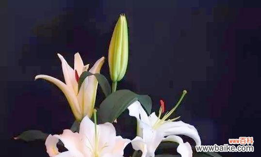 象征友谊寓意的花是什么花?哪种花最能代表友情?