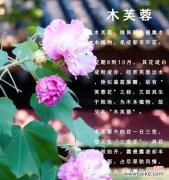 芙蓉花花语是什么？如何解读芙蓉花的象征意义？