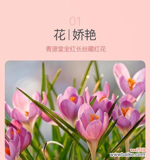 藏红花手工花语是什么?如何表达独特情感?