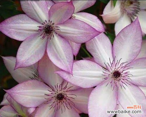 乌托邦的花象征着什么？花语有什么深层含义？