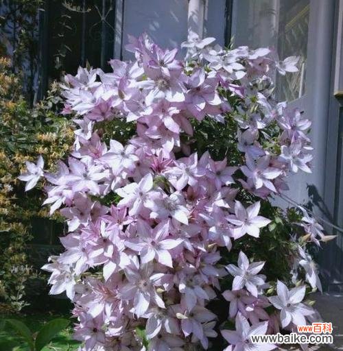 乌托邦的花象征着什么？花语有什么深层含义？