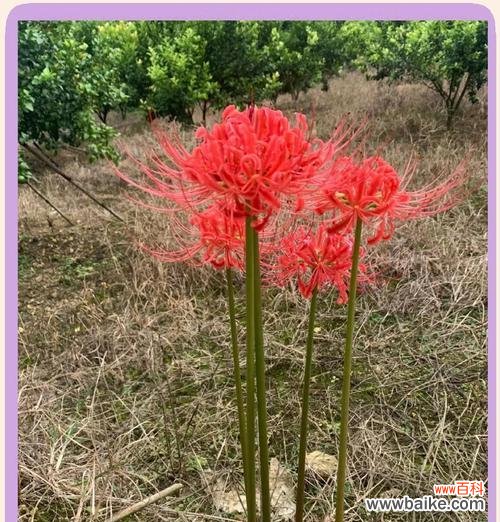 什么花象征着死亡的心情?了解不同花卉的象征意义