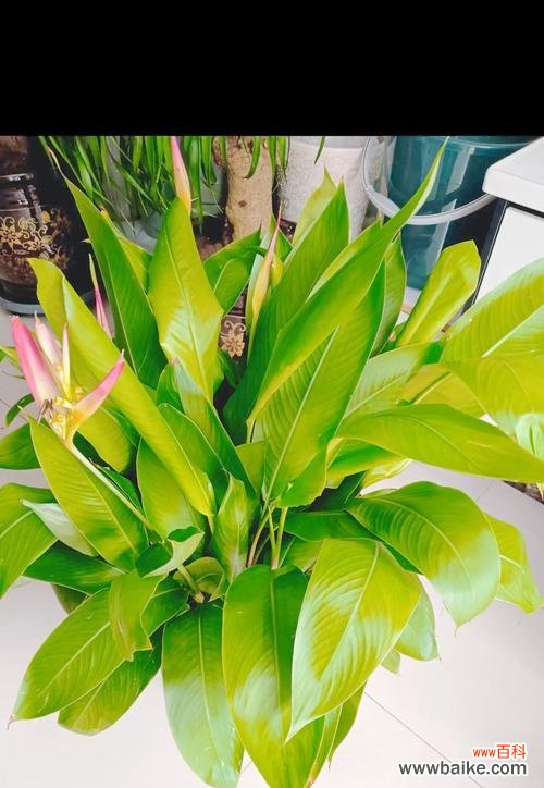 什么花象征和谐友善的意思?和谐友善的花卉有哪些?