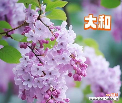 什么花象征和谐友善的意思?和谐友善的花卉有哪些?