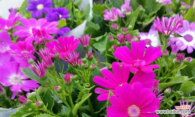 什么花象征和谐友善的意思?和谐友善的花卉有哪些?