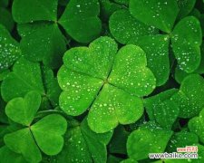 花葵的寓意和象征是什么？如何正确解读花葵的花语？