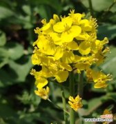 什么花象征自由自在？揭秘代表自由的花卉及其含义？