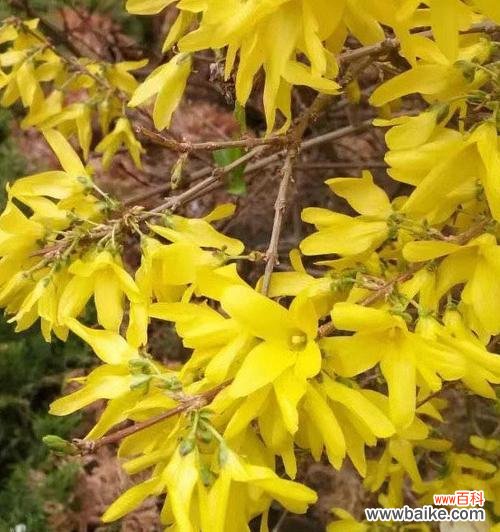 什么花象征自由自在？揭秘代表自由的花卉及其含义？