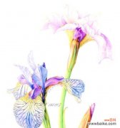 别样花的寓意是什么？如何理解不同种类的花语含义？