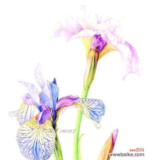 别样花的寓意是什么?如何理解不同种类的花语含义?