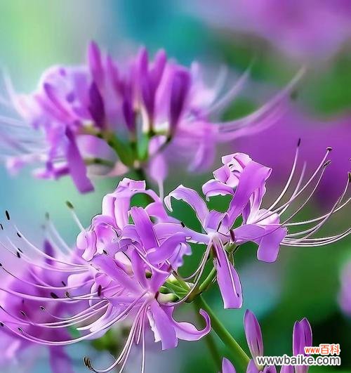 别样花的寓意是什么?如何理解不同种类的花语含义?