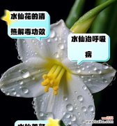水仙花语代表什么？如何理解水仙的花语含义？