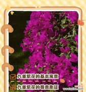 公主花象征着什么？公主花的寓意有哪些？