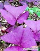 自然的见证、人心的指引 生命之坚韧