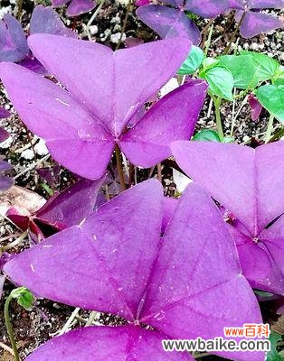 自然的见证、人心的指引 生命之坚韧