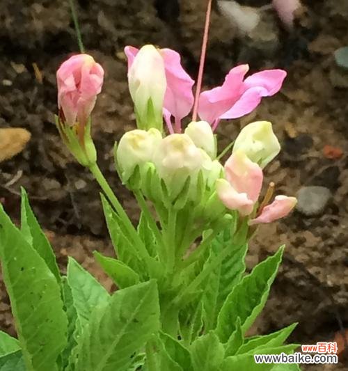 自然的见证、人心的指引 生命之坚韧