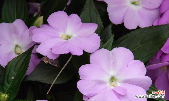 生生不息,扎根育人 教师精神的象征植物