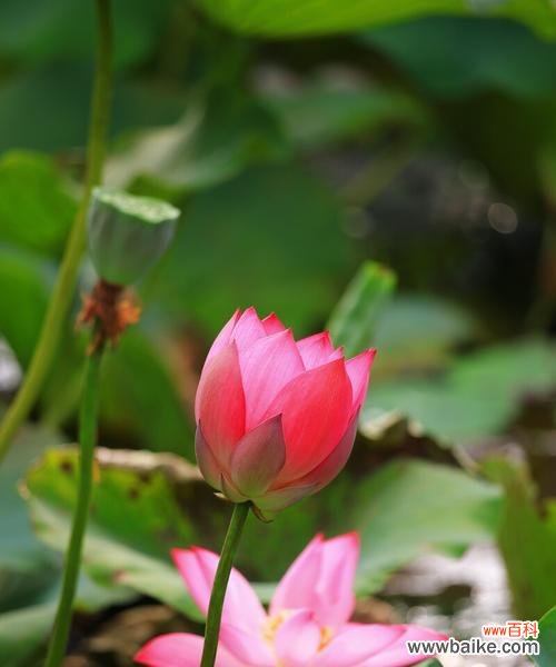 探索植物世界中的廉洁精神 植物中的廉洁象征