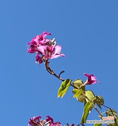 探索自然界中那些以象征乐于助人的植物 植物中的乐于助人者