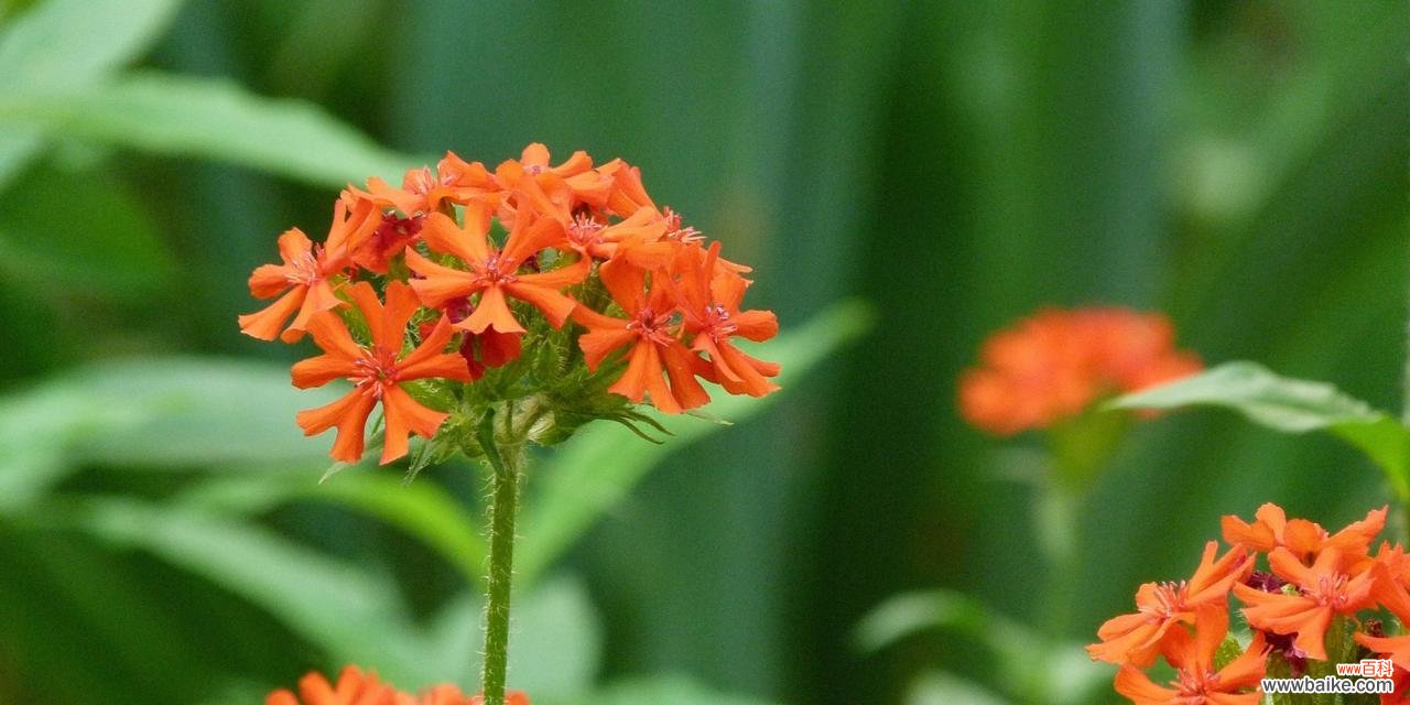让植物陪伴你的晚年生活 老年人常见植物象征及其寓意