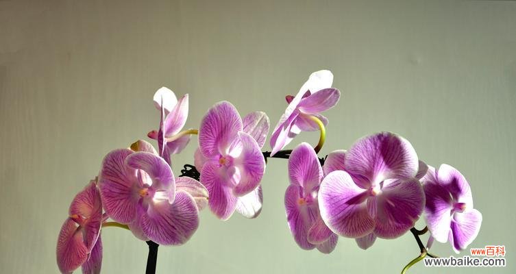 探索君子品质的绿色世界 以象征君子的植物