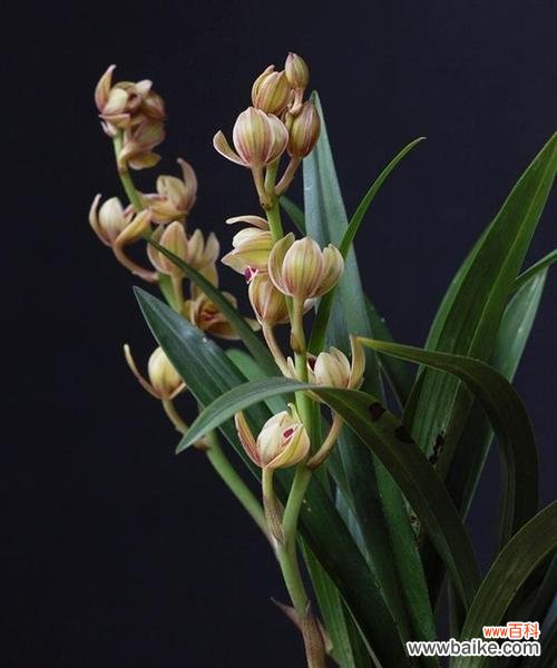 探索君子品质的绿色世界 以象征君子的植物