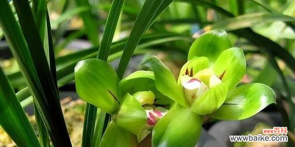 探索君子品质的绿色世界 以象征君子的植物