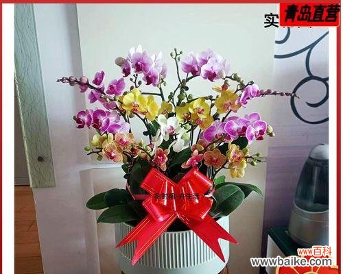 红玫瑰——母爱永恒的化身 象征母爱的植物——红玫瑰的花语