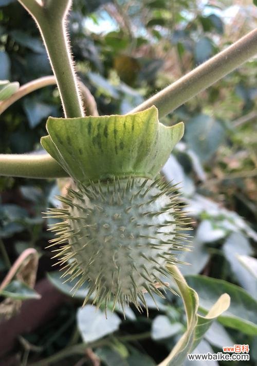 红玫瑰——母爱永恒的化身 象征母爱的植物——红玫瑰的花语