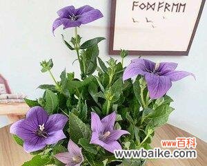 以象征梦想和希望的植物为主题的探索与感悟 植物的希望之花