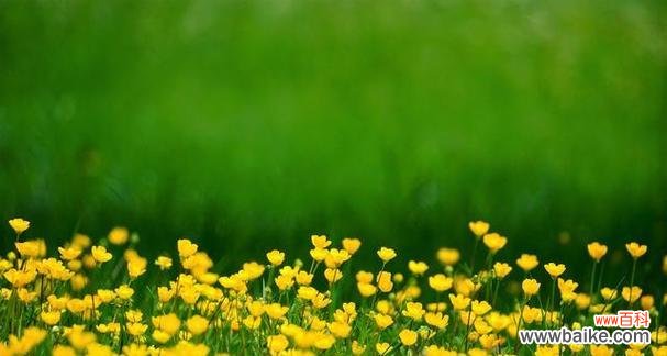 以象征梦想和希望的植物为主题的探索与感悟 植物的希望之花