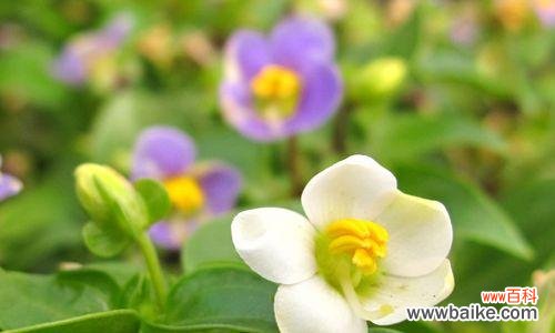 以象征梦想和希望的植物为主题的探索与感悟 植物的希望之花