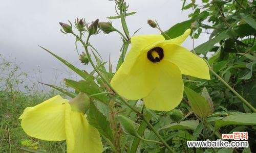 从花海中感受女性的独特魅力 花朵
